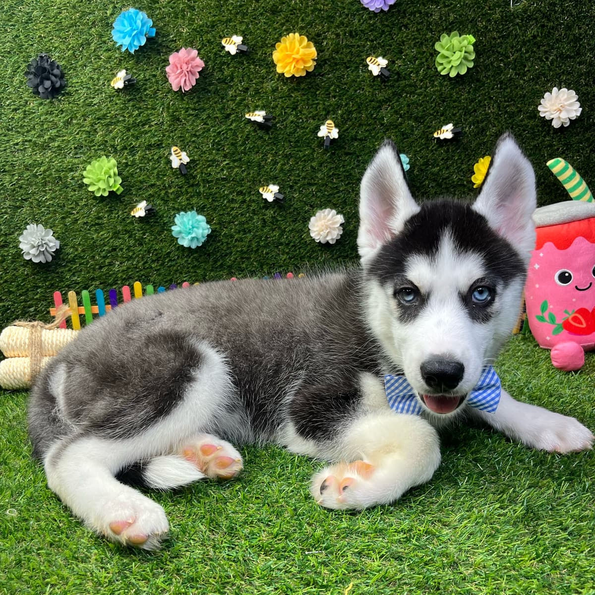 Koda