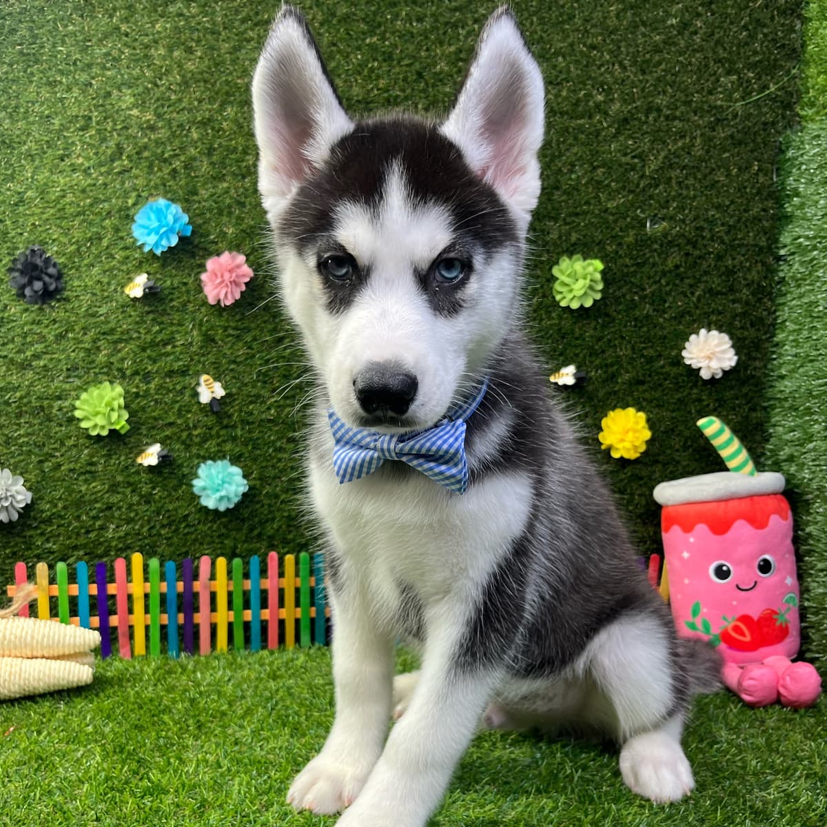 Koda - 2