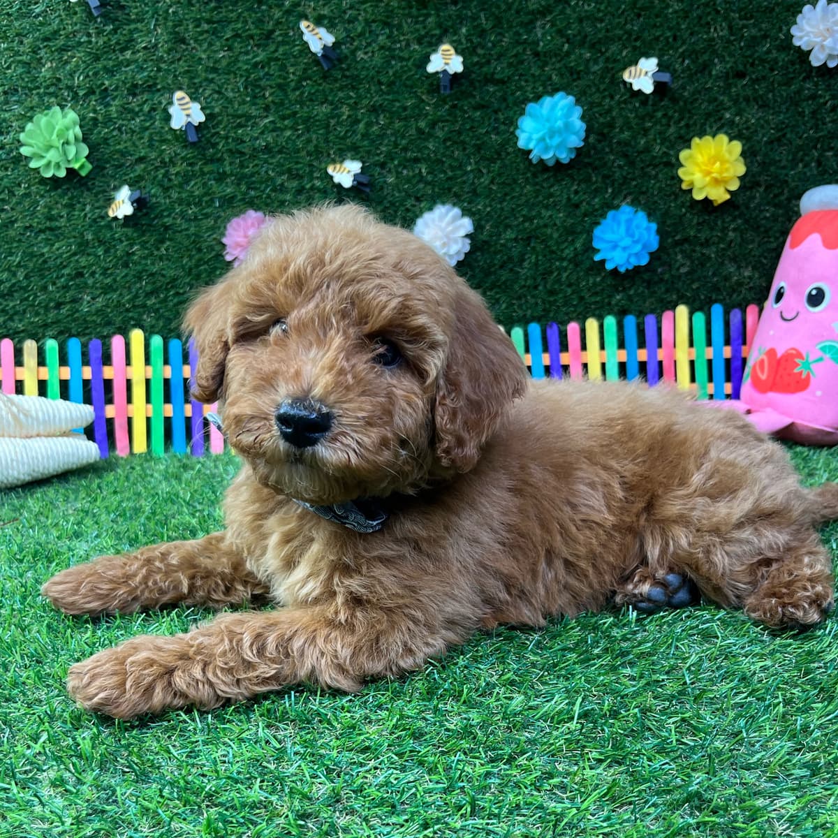 Charlie - 3