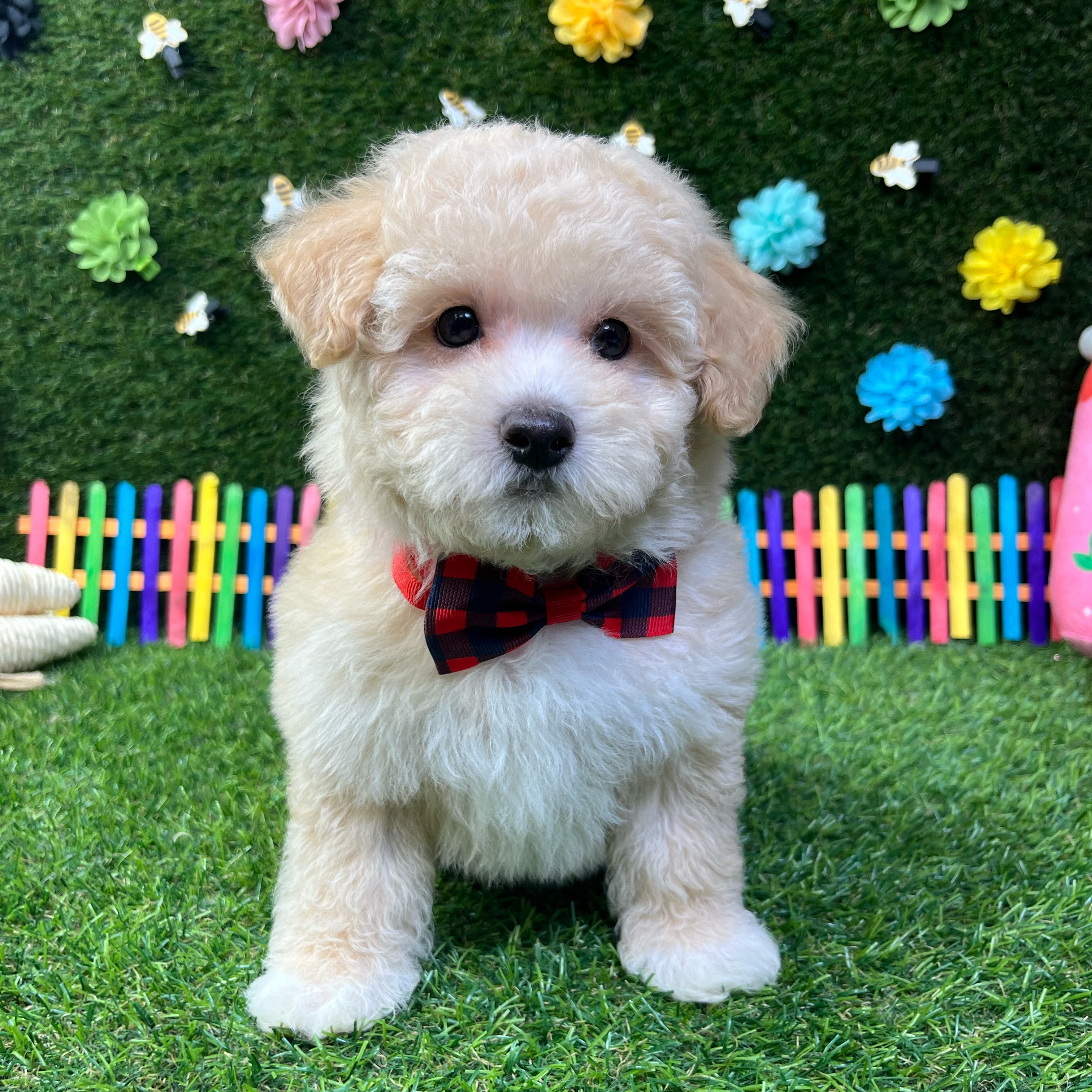 Bentley