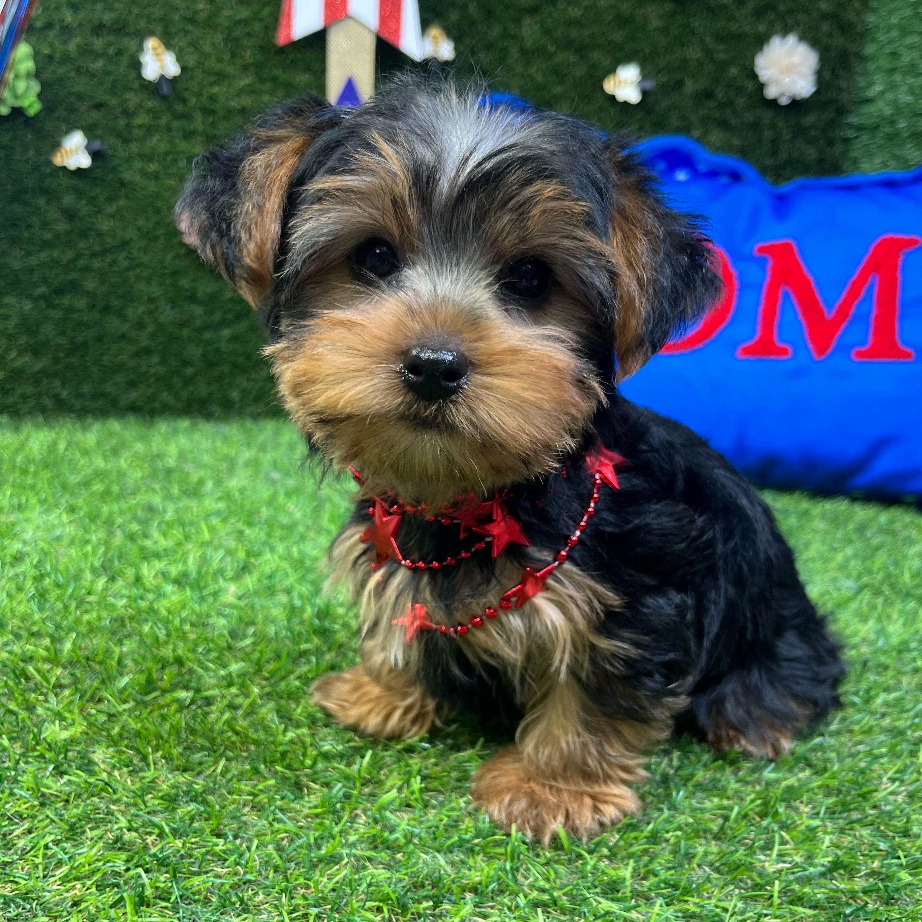 Tommy