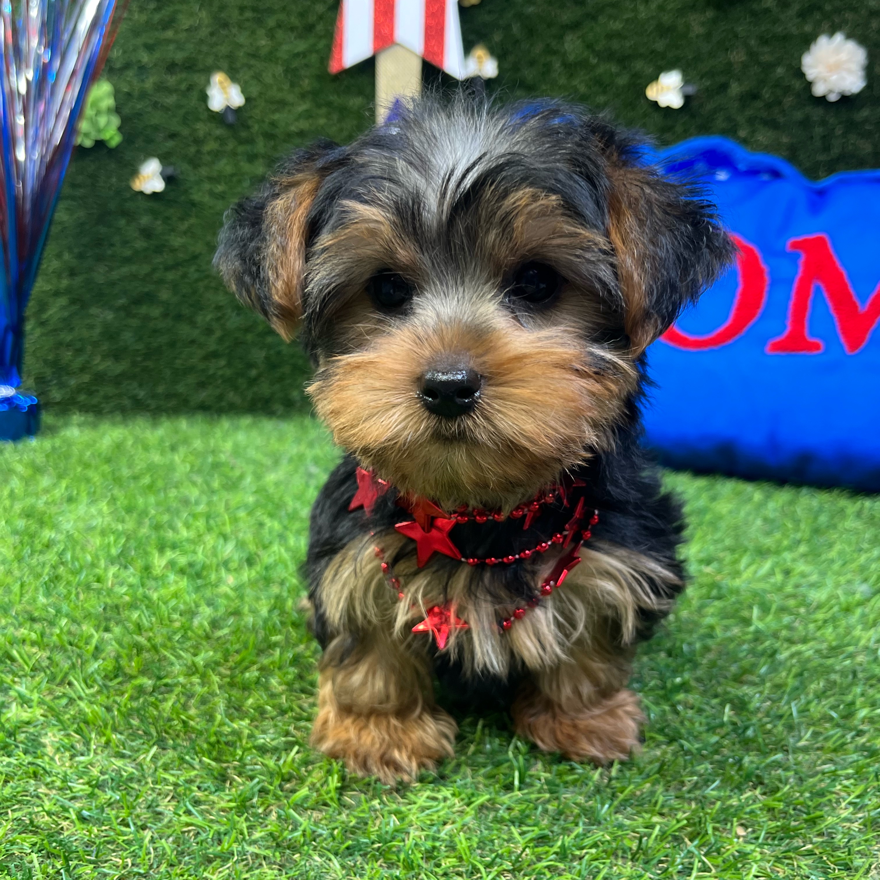 Tommy - 2