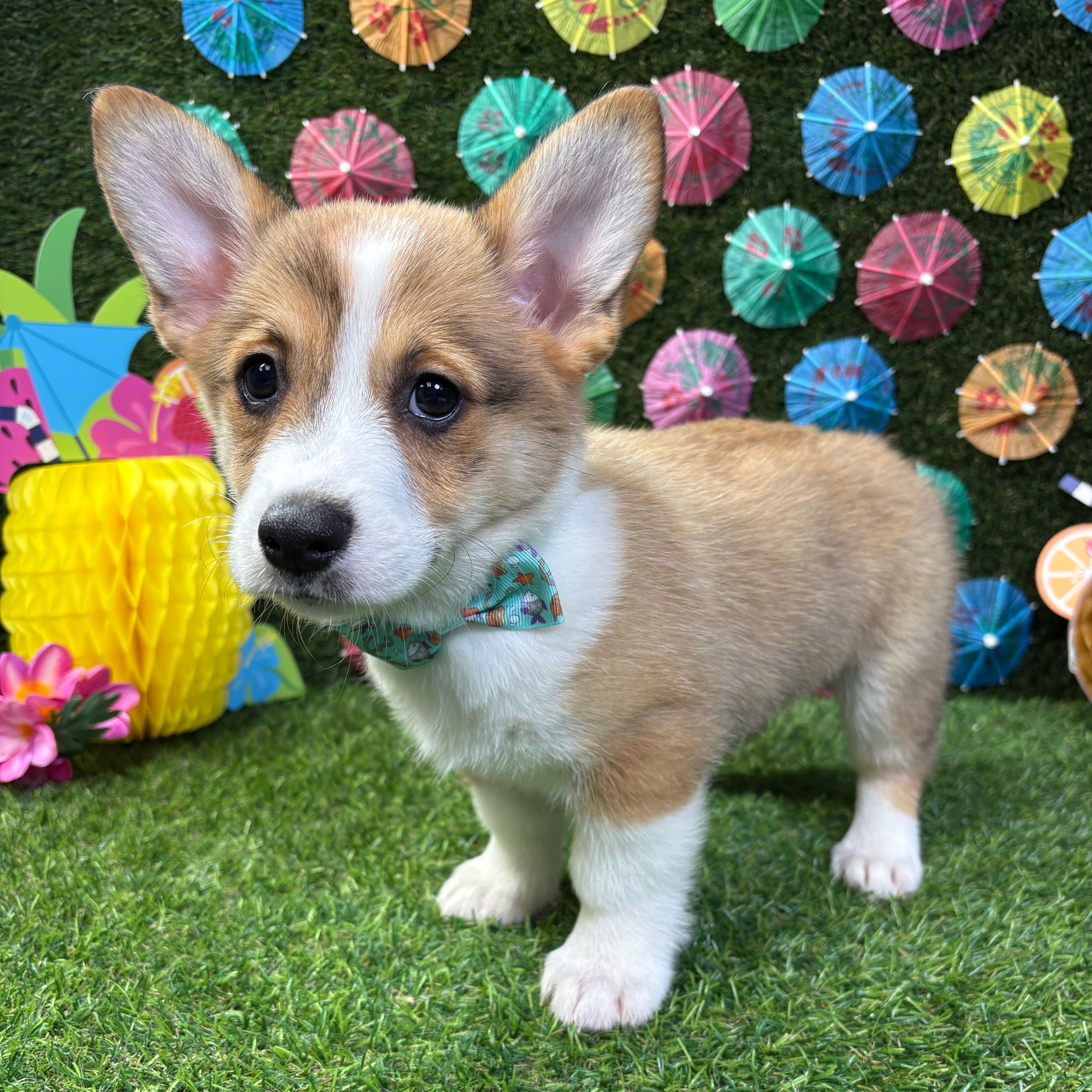 Winston