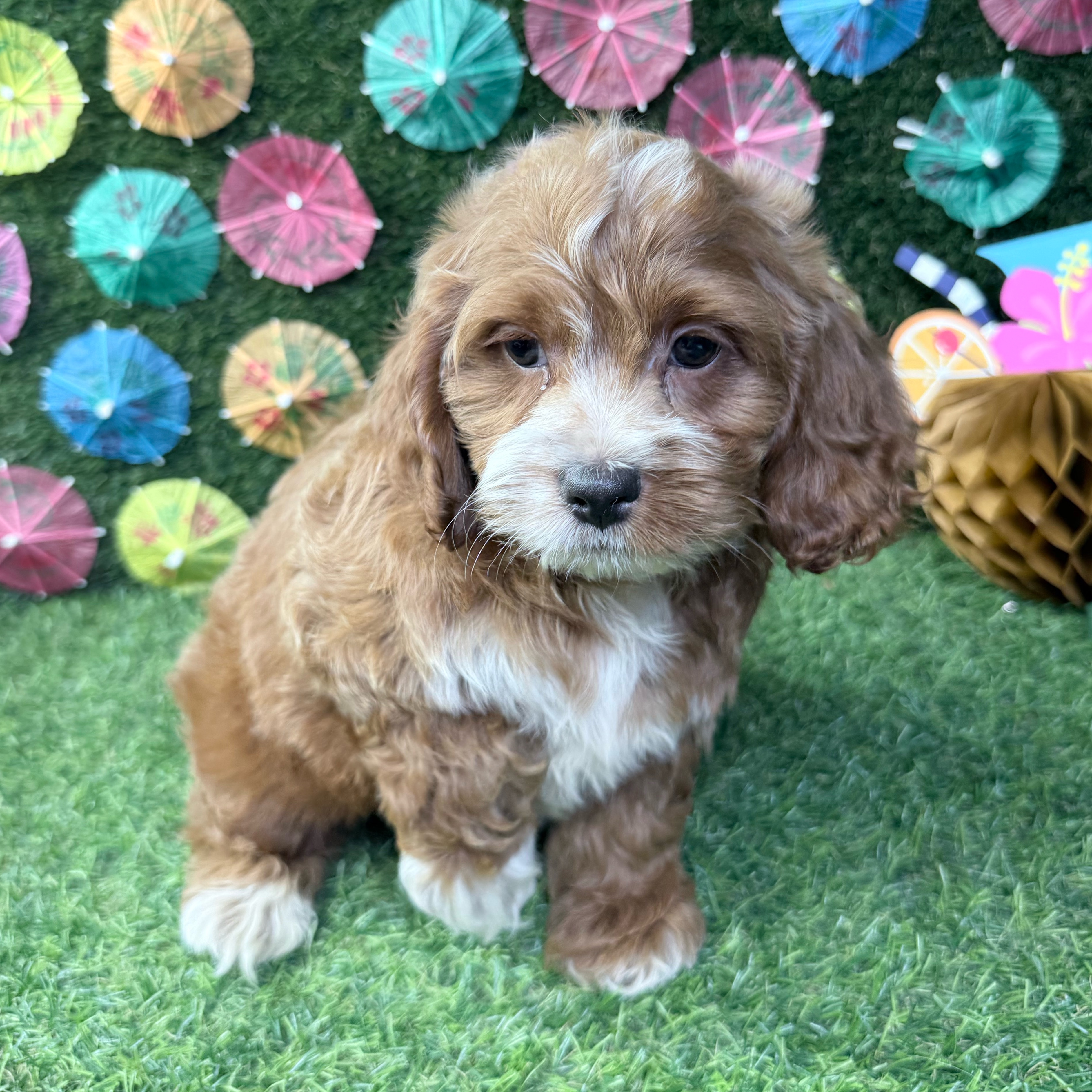 Benny