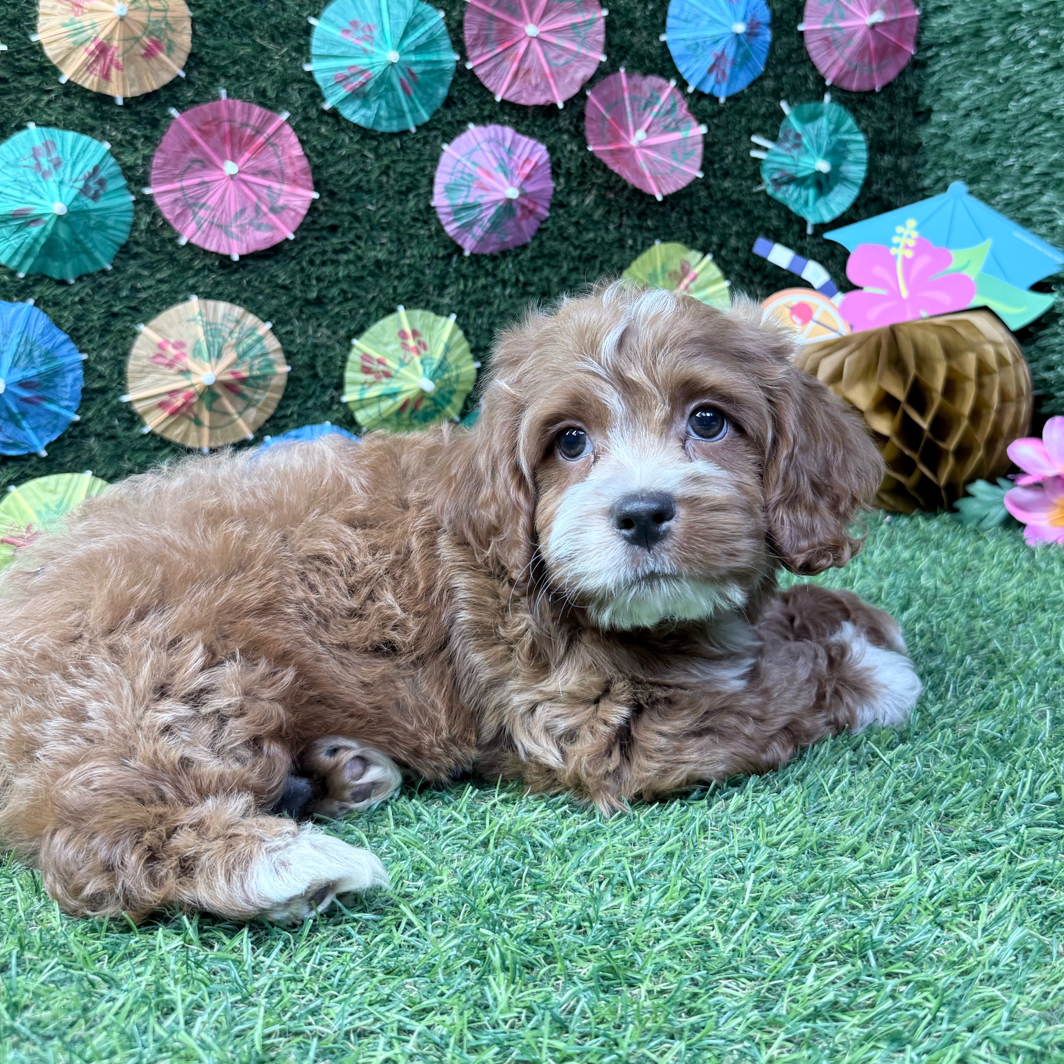 Benny - 3