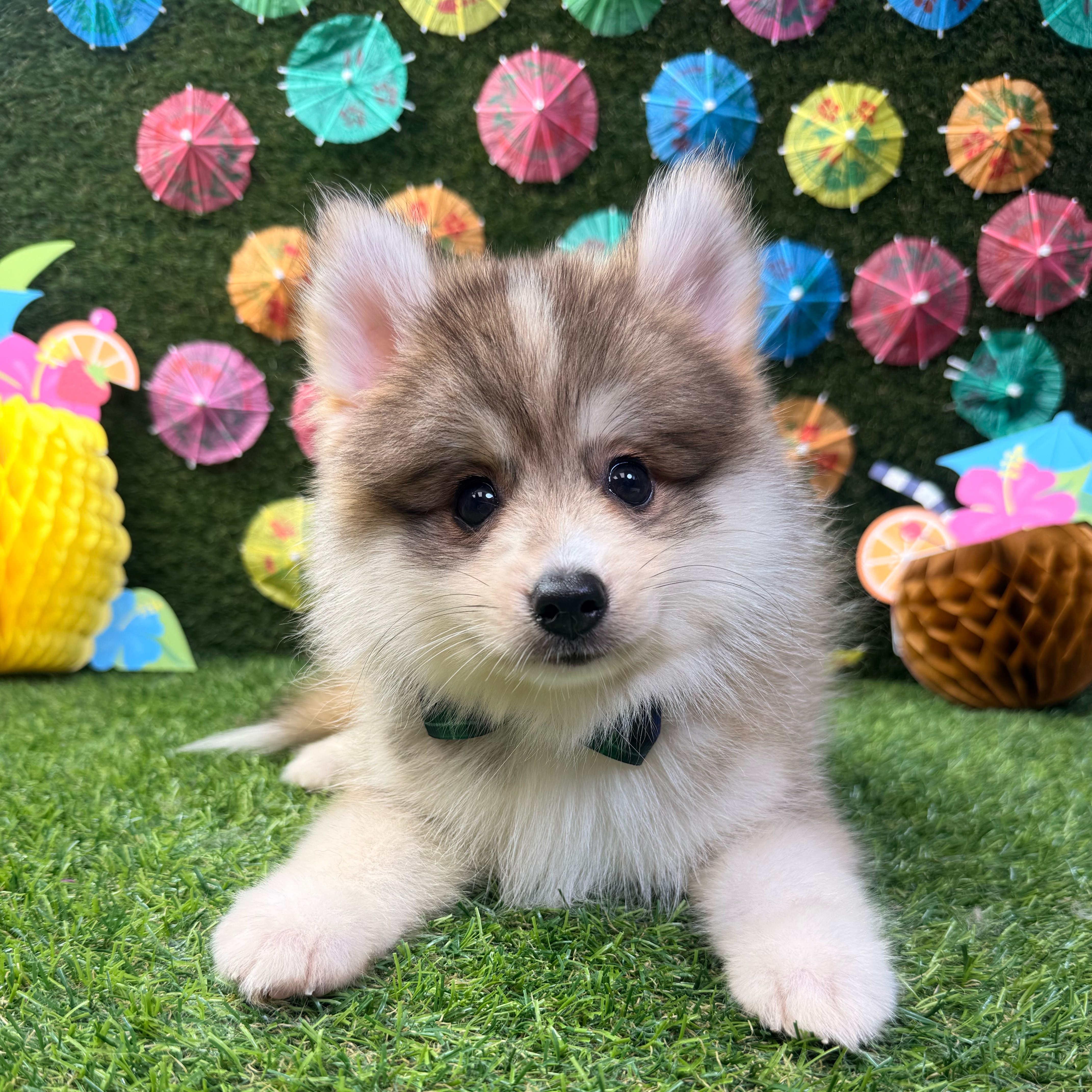 Bear
