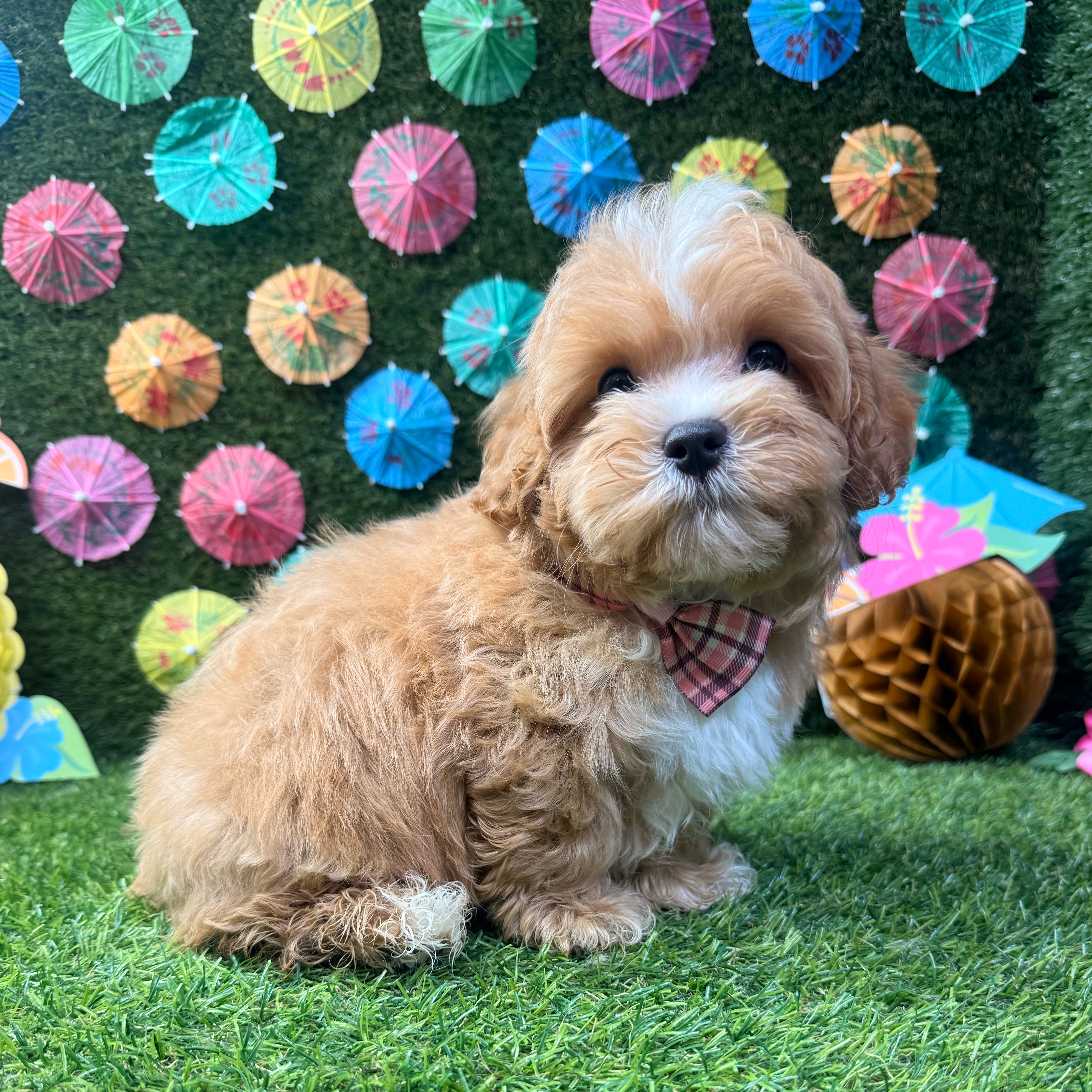 Benji