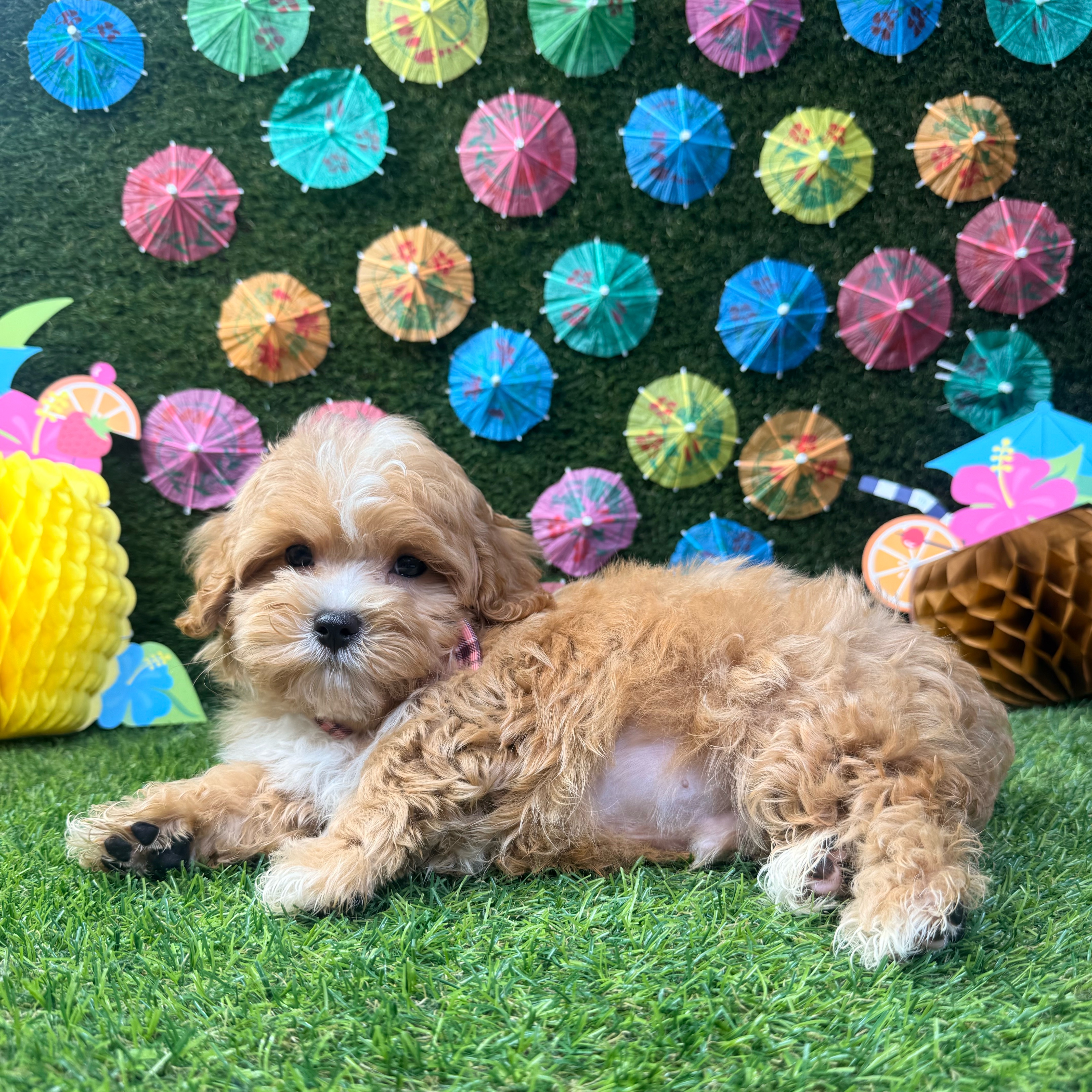 Benji - 3