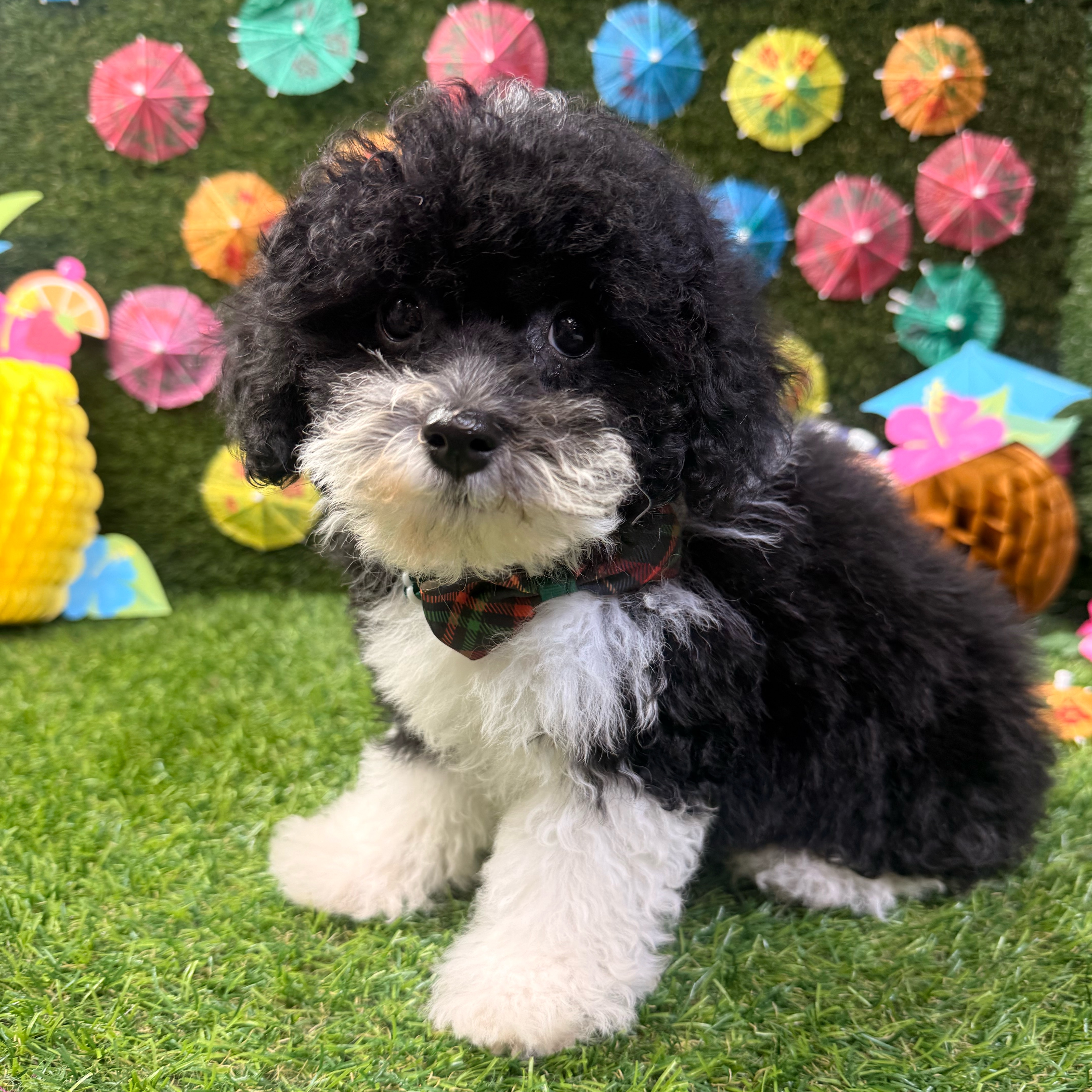 Toby