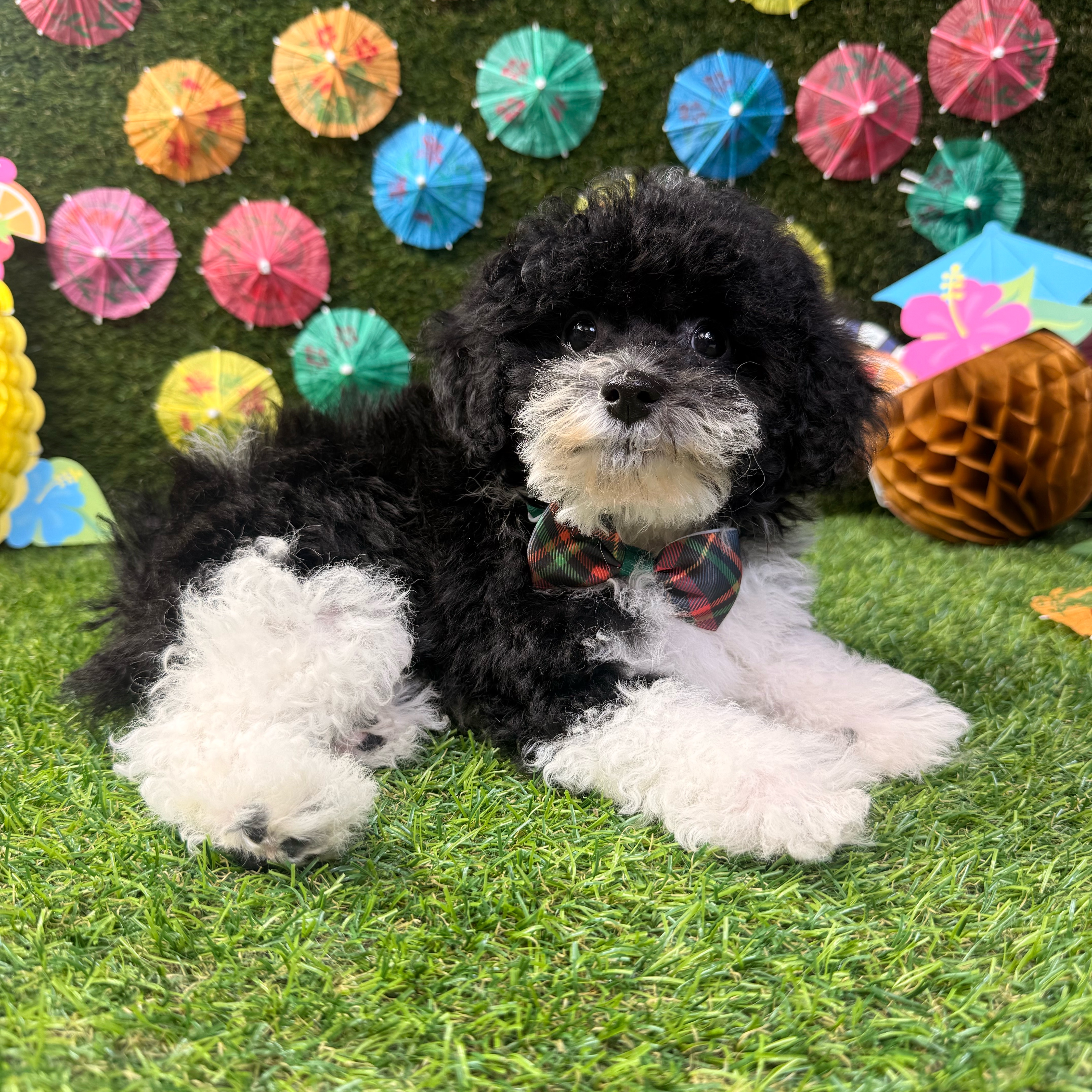 Toby - 3