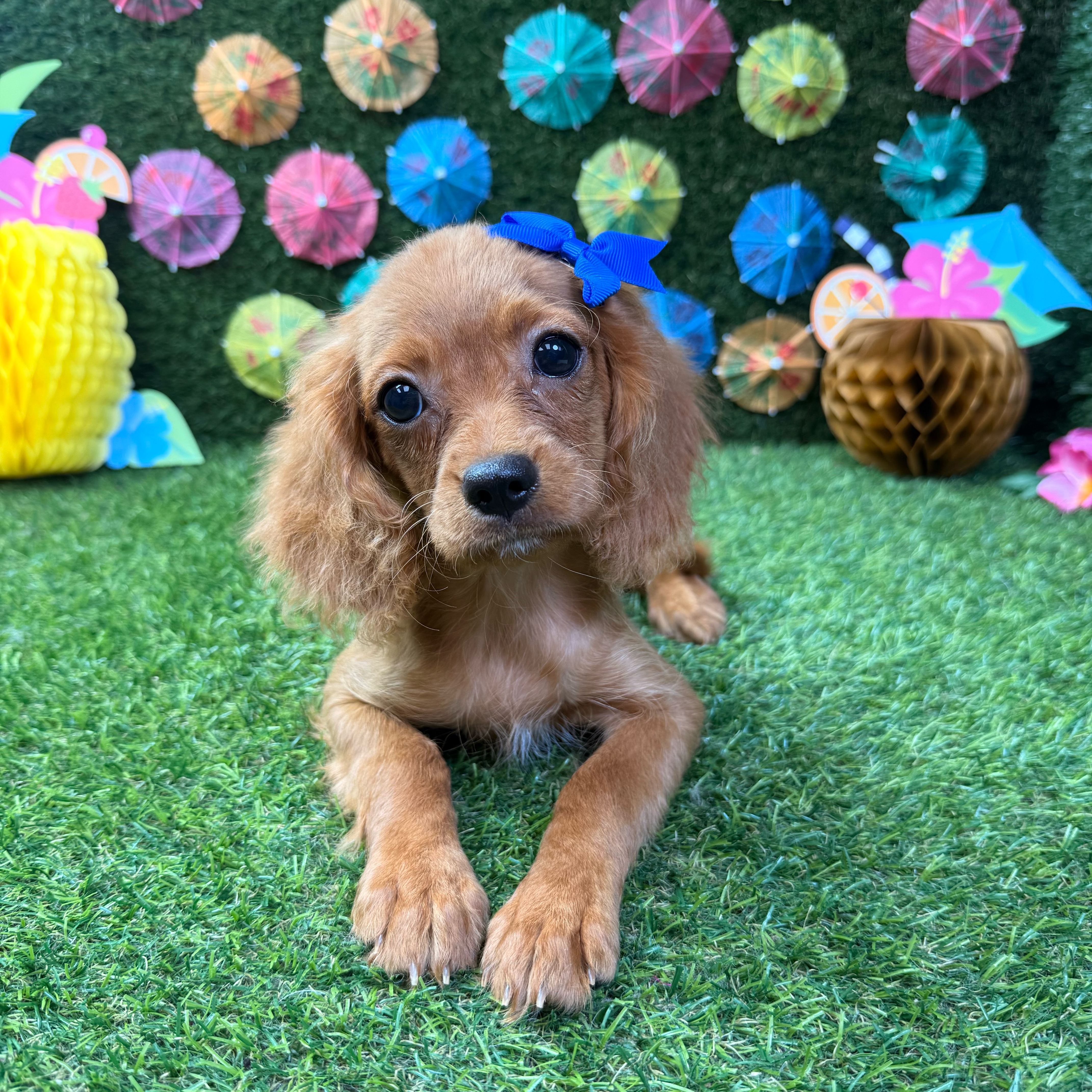 Hazel