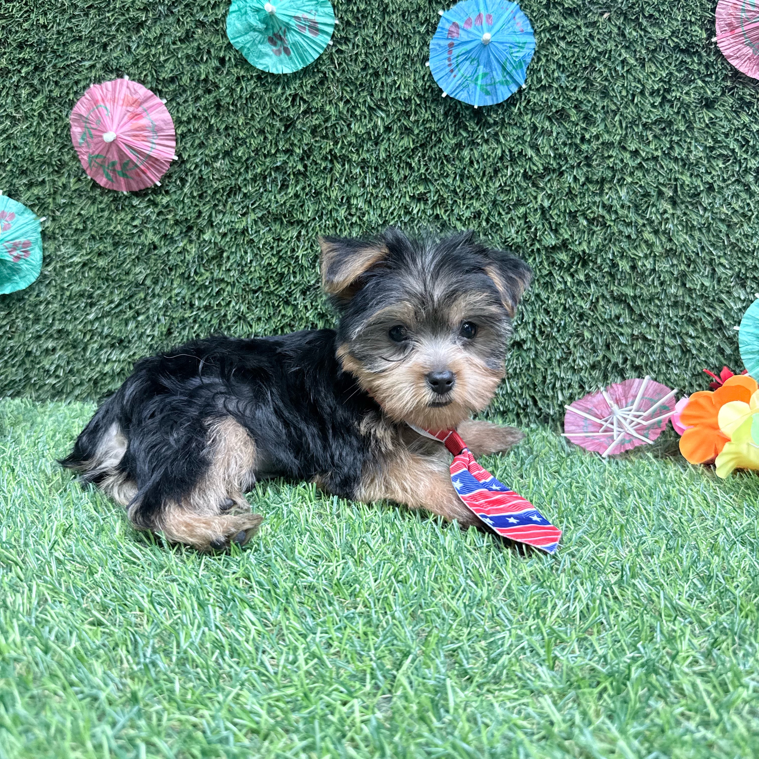 Max