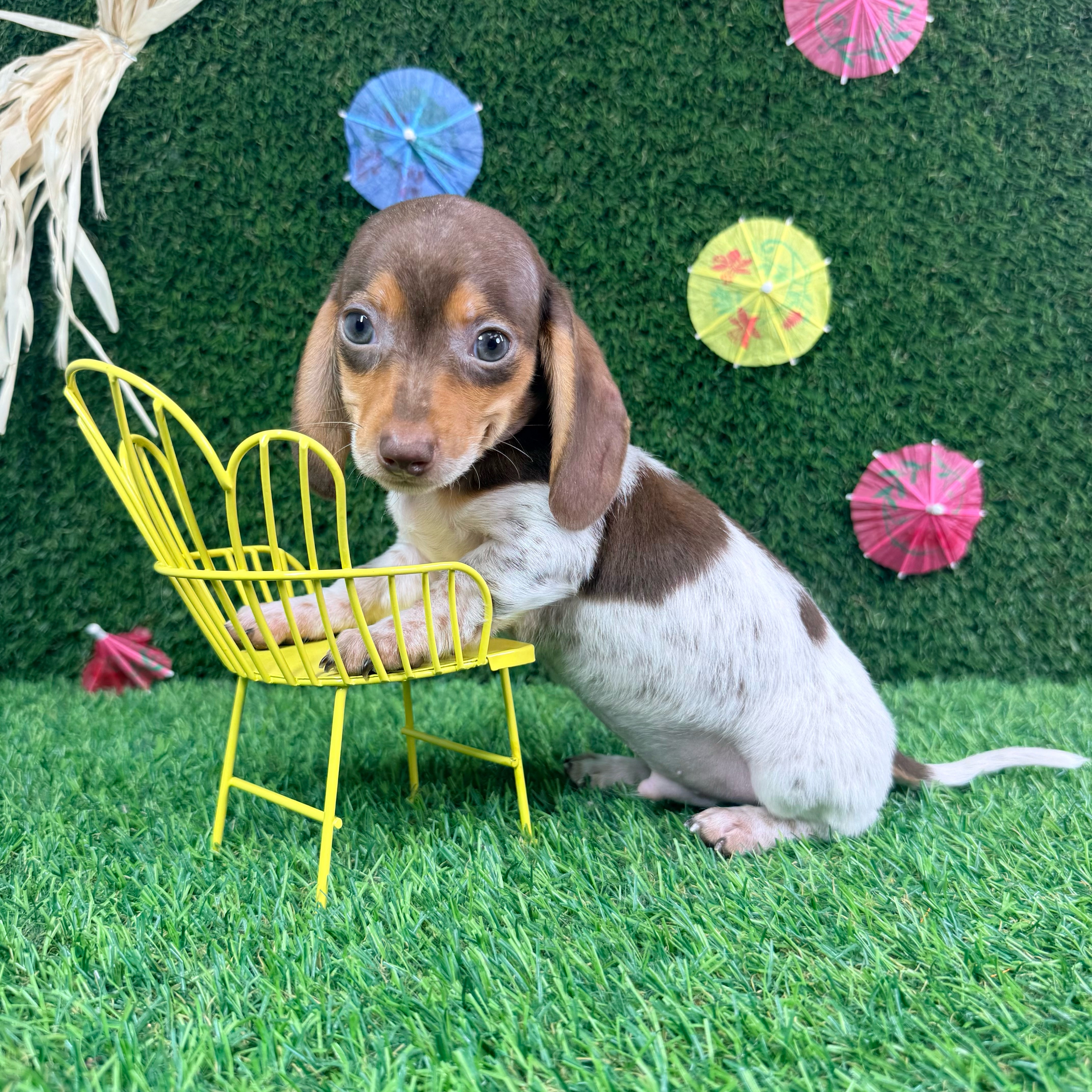 Chip
