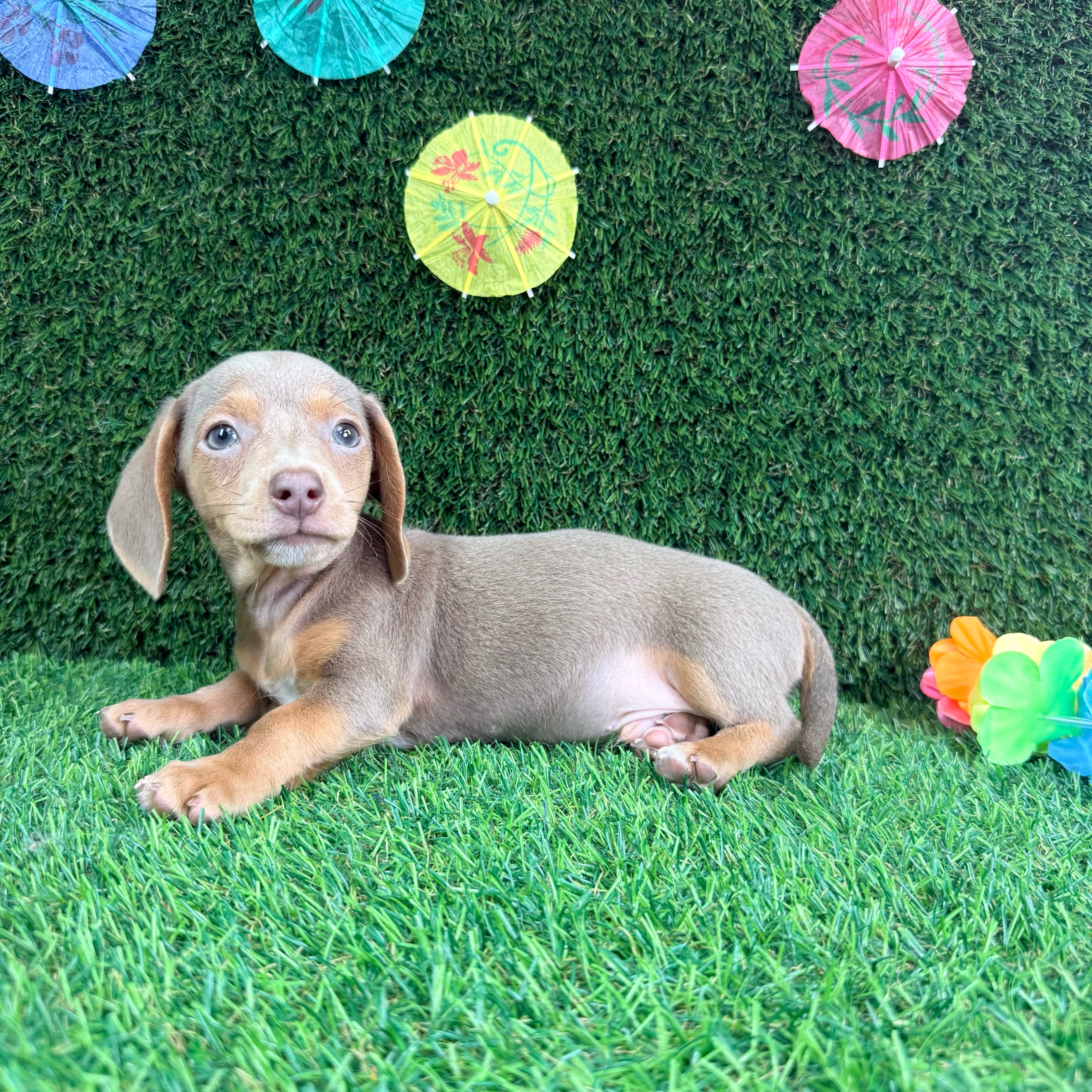 Rocky - 2