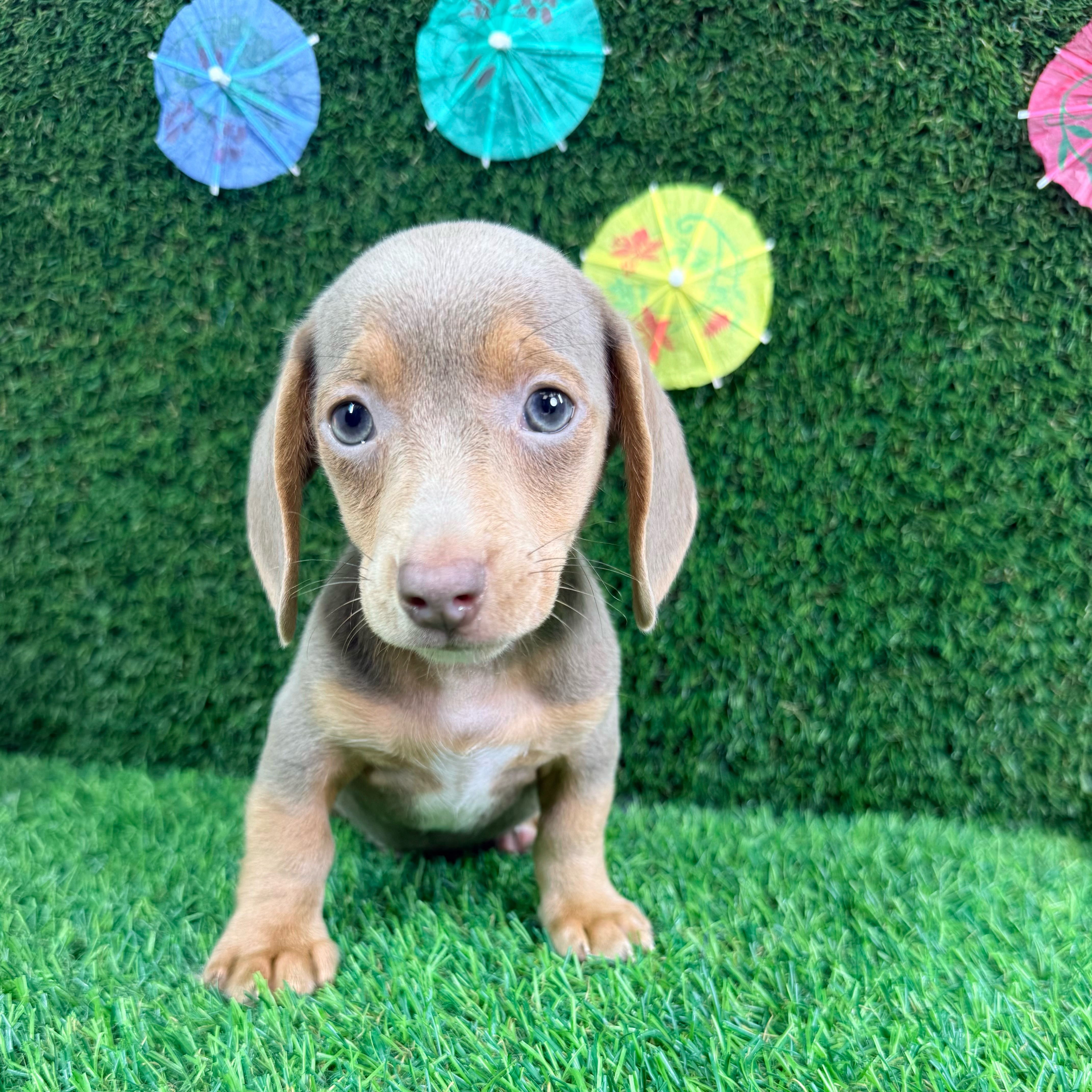 Rocky - 3