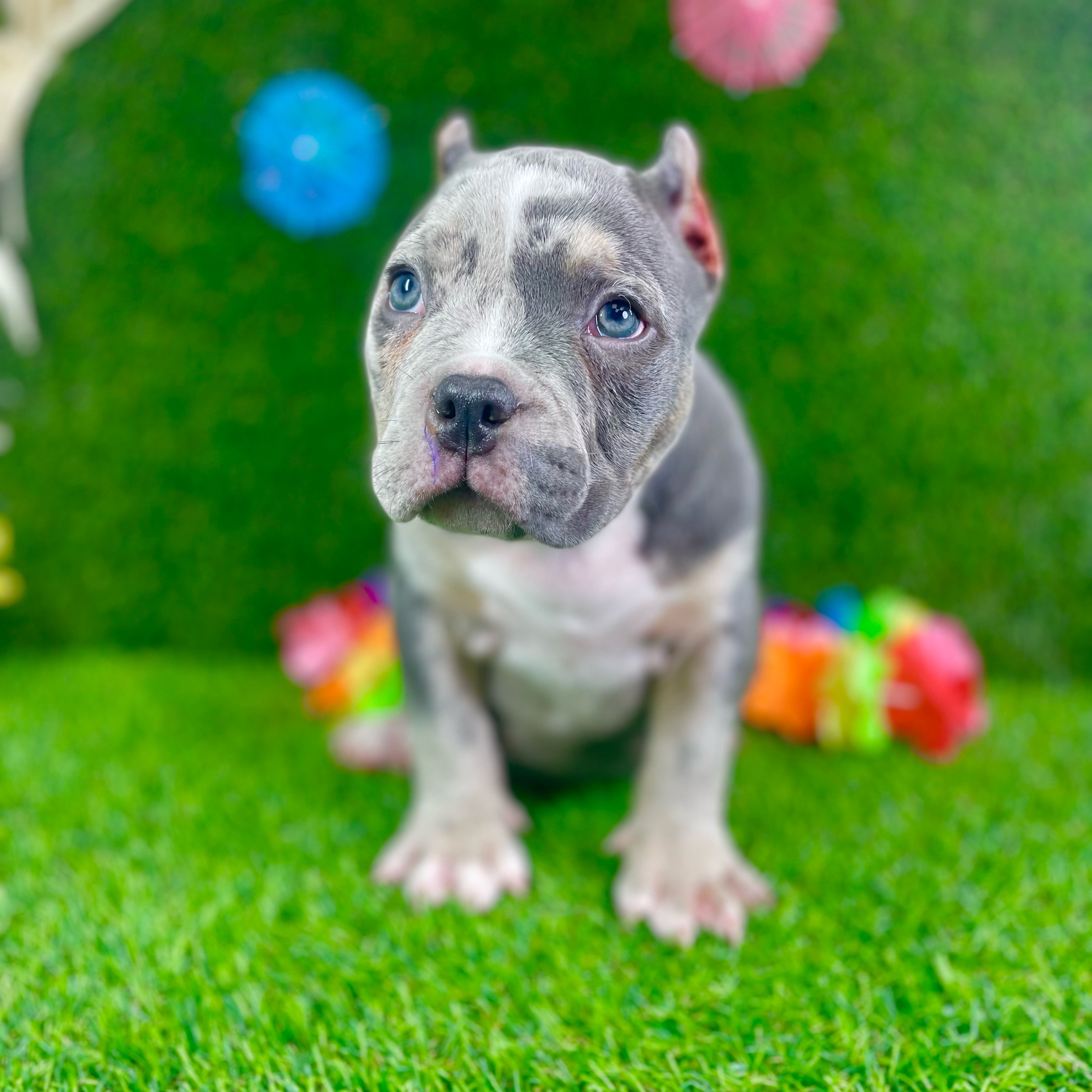Diesel