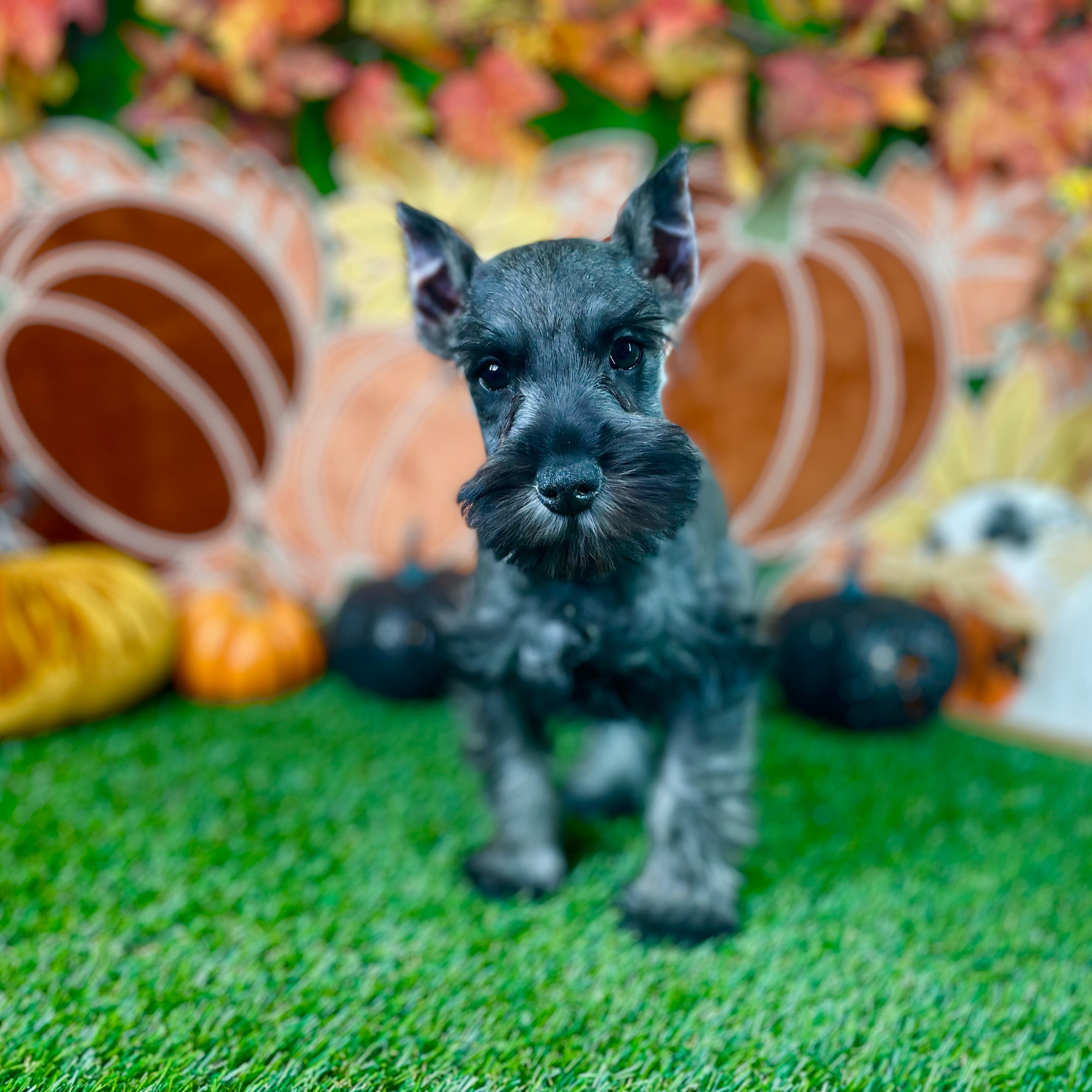 Odin